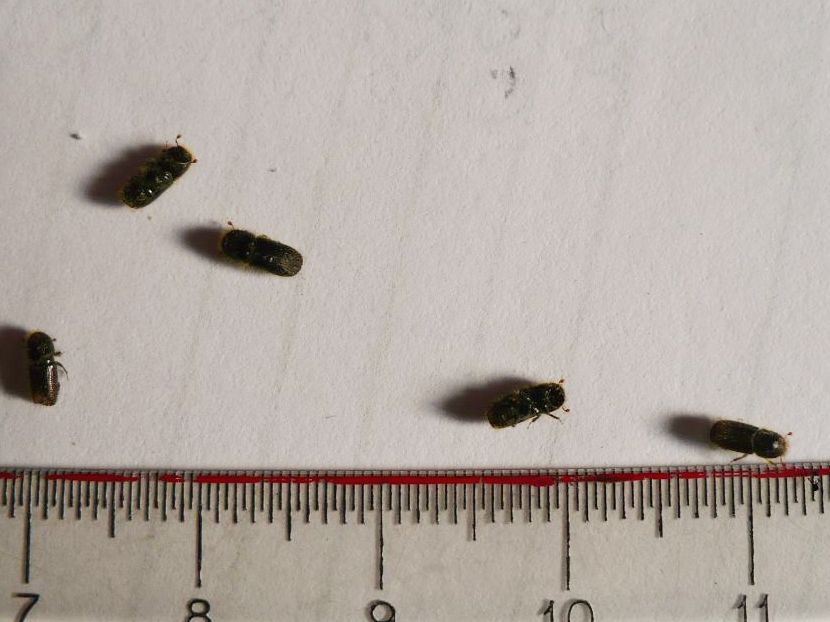 Ips typographus